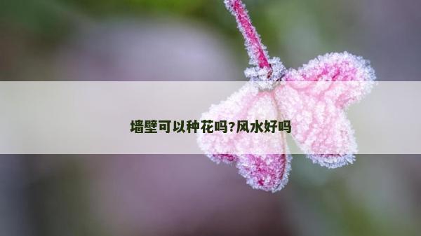 墻壁可以種花嗎?風(fēng)水好嗎