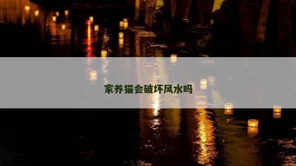 家養貓會破壞風水嗎