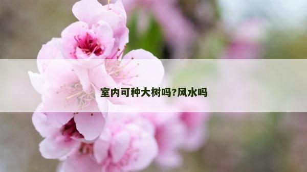 室內(nèi)可種大樹嗎?風(fēng)水嗎