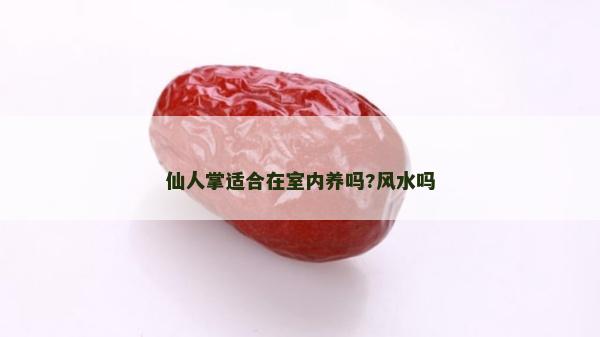仙人掌適合在室內養嗎?風水嗎
