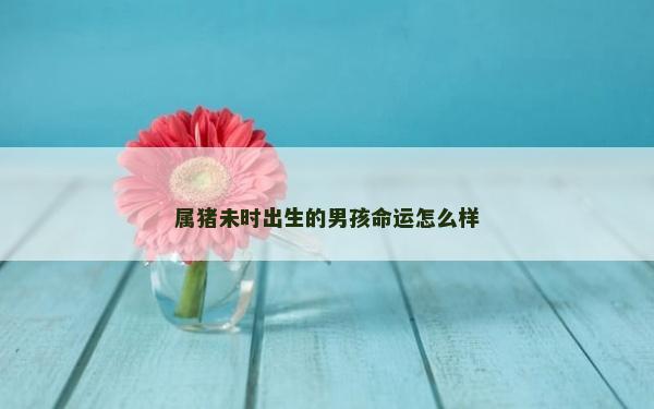 屬豬未時(shí)出生的男孩命運(yùn)怎么樣