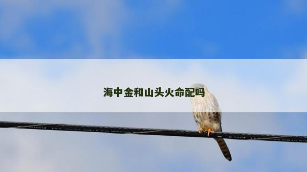 海中金和山頭火命配嗎