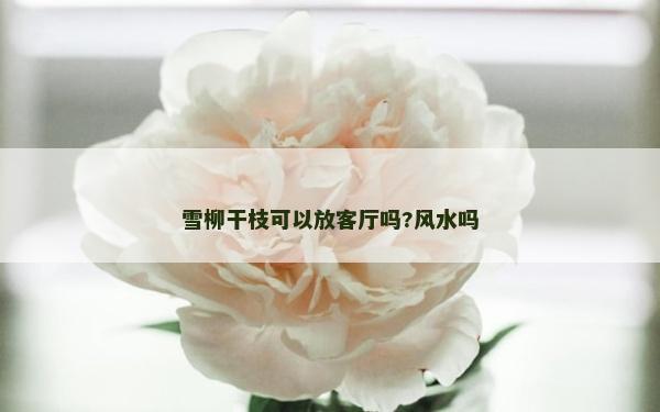 雪柳干枝可以放客廳嗎?風水嗎