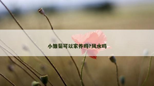 小雛菊可以家養嗎?風水嗎