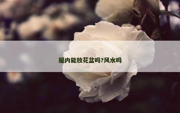 屋內能放花盆嗎?風水嗎