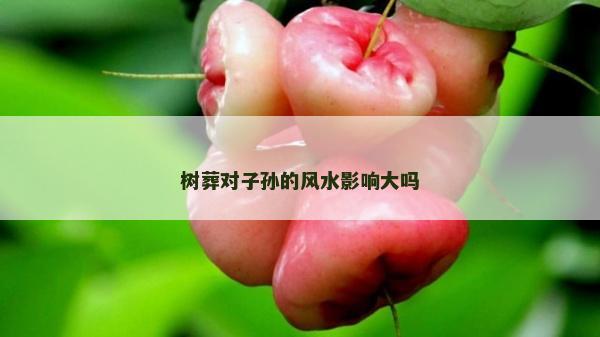 樹葬對子孫的風水影響大嗎