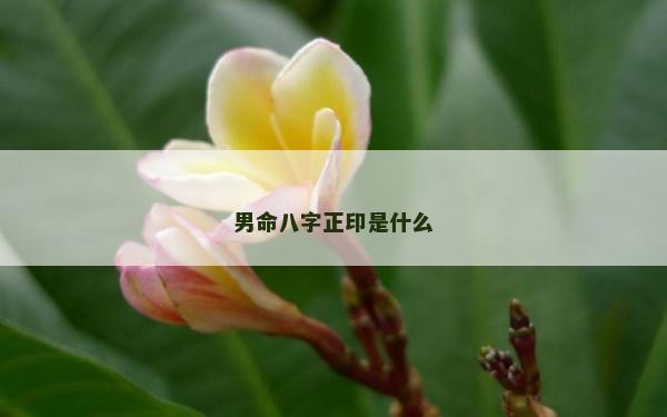 男命八字正印是什么