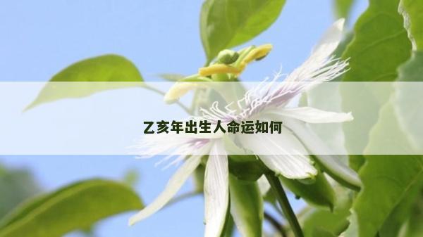 乙亥年出生人命運如何
