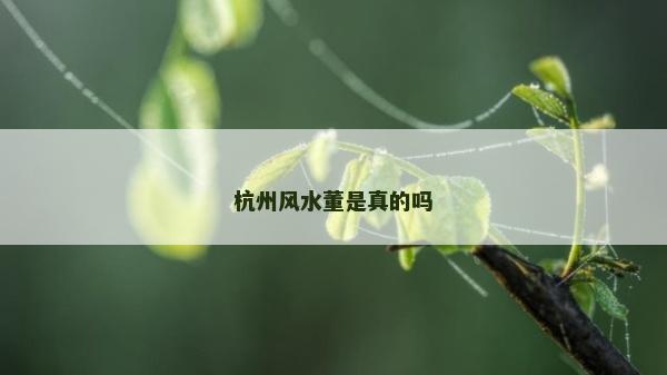 杭州風水董是真的嗎