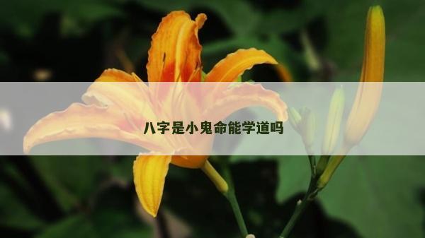 八字是小鬼命能學道嗎