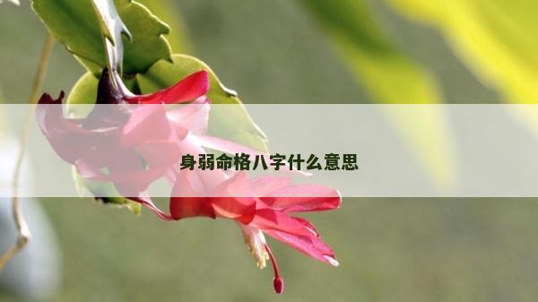 身弱命格八字什么意思