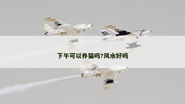 下午可以養貓嗎?風水好嗎
