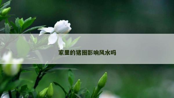 家里的豬圈影響風水嗎