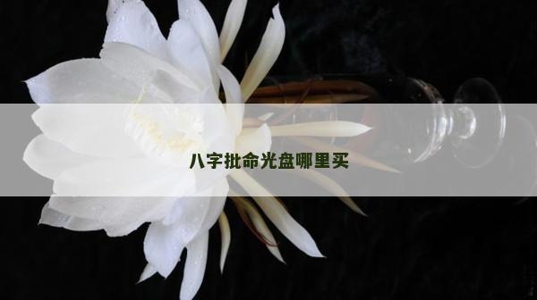 八字批命光盤哪里買