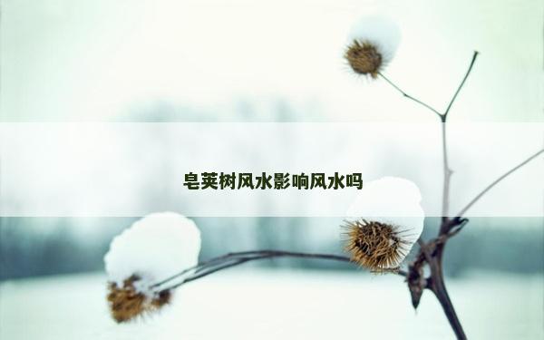 皂莢樹風(fēng)水影響風(fēng)水嗎