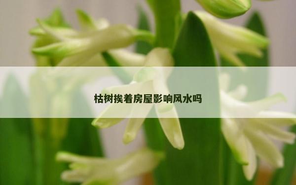 枯樹挨著房屋影響風水嗎