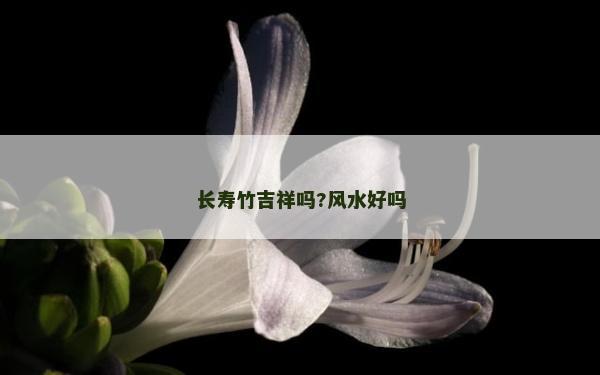 長壽竹吉祥嗎?風(fēng)水好嗎