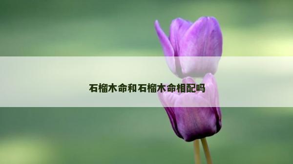 石榴木命和石榴木命相配嗎