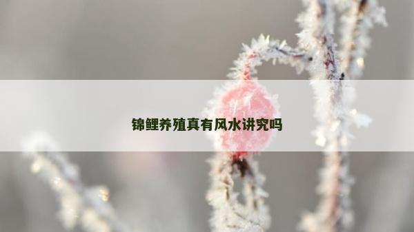 錦鯉養殖真有風水講究嗎 錦鯉養殖真有風水講究嗎