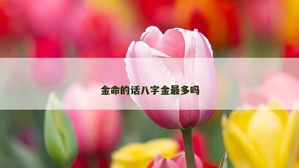 金命的話八字金最多嗎