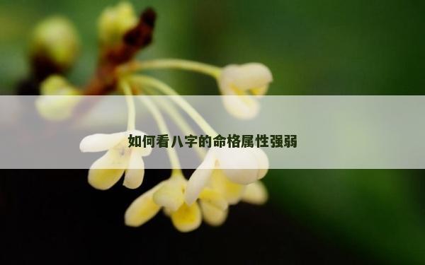 如何看八字的命格屬性強弱