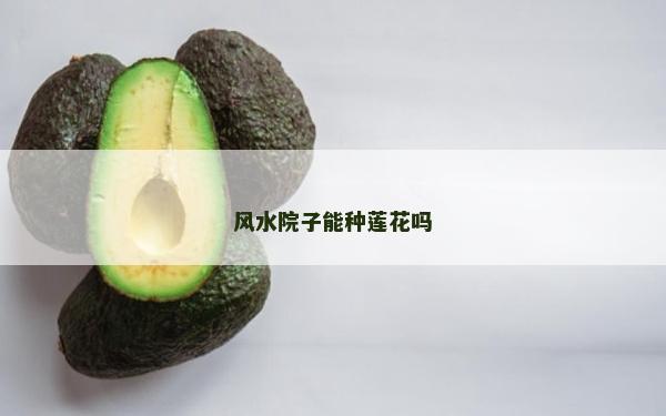 風水院子能種蓮花嗎