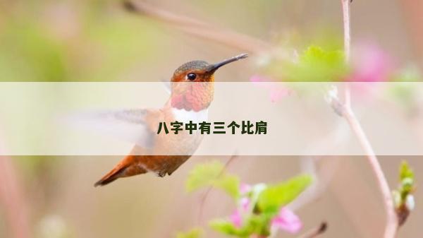 八字中有三個比肩