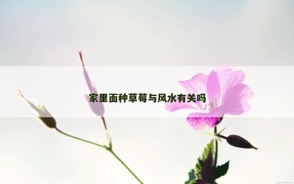 家里面種草莓與風水有關嗎