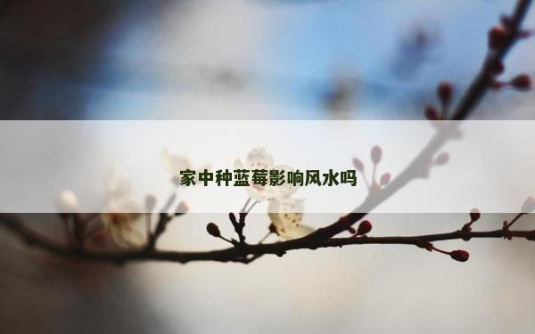 家中種藍(lán)莓影響風(fēng)水嗎