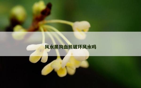 風水黑狗血熊破壞風水嗎 風水黑狗血熊破壞風水嗎