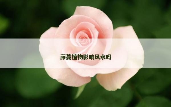 藤蔓植物影響風(fēng)水嗎 藤蔓植物影響風(fēng)水嗎