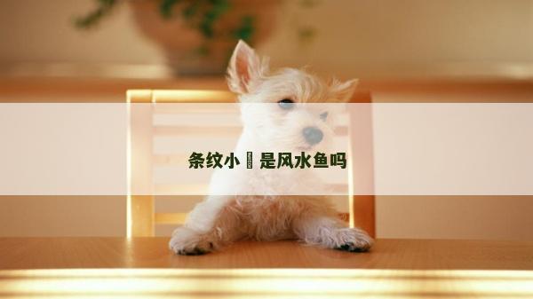 條紋小鲃是風水魚嗎