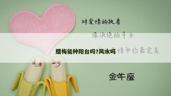 臘梅能種陽臺(tái)嗎?風(fēng)水嗎