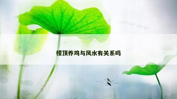 樓頂養雞與風水有關系嗎