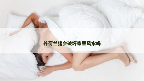 養荷蘭豬會破壞家里風水嗎