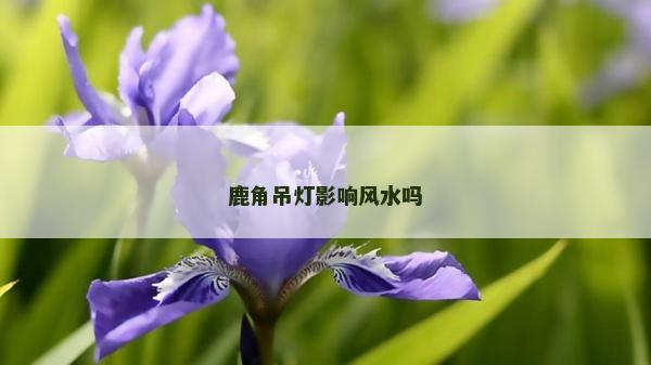 鹿角吊燈影響風水嗎