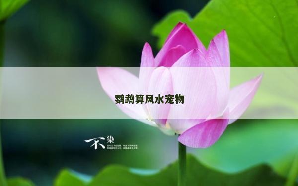 鸚鵡算風水寵物