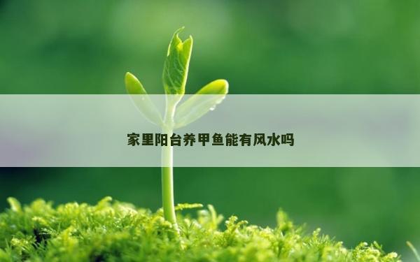 家里陽臺養(yǎng)甲魚能有風水嗎