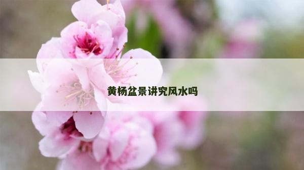 黃楊盆景講究風水嗎