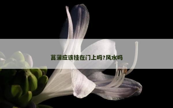 菖蒲應該掛在門上嗎?風水嗎