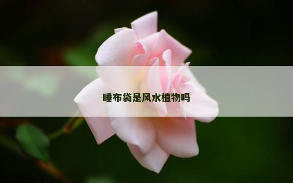 睡布袋是風水植物嗎
