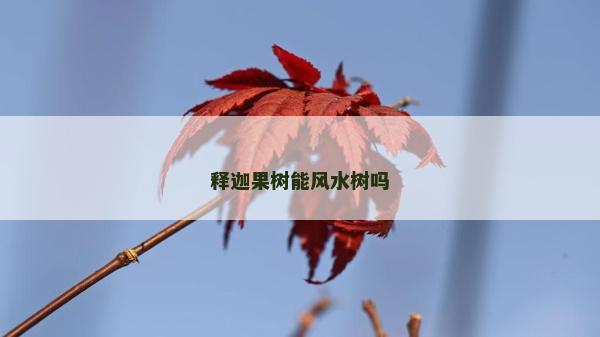 釋迦果樹(shù)能風(fēng)水樹(shù)嗎