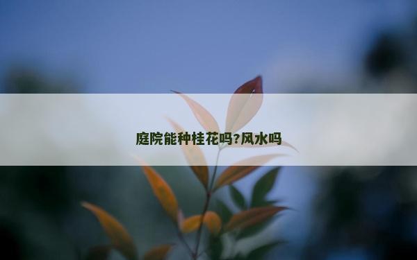 庭院能種桂花嗎?風水嗎