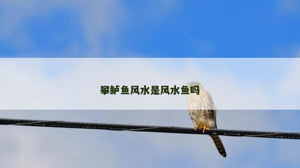 攀鱸魚風水是風水魚嗎