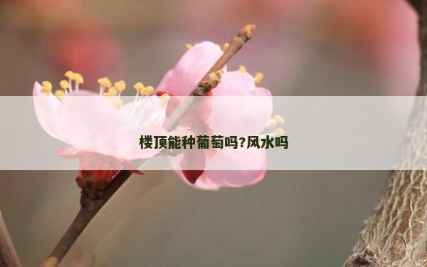 樓頂能種葡萄嗎?風(fēng)水嗎