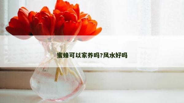 蜜蜂可以家養嗎?風水好嗎