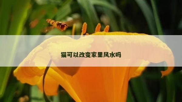 貓可以改變家里風水嗎