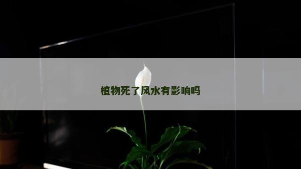 植物死了風水有影響嗎
