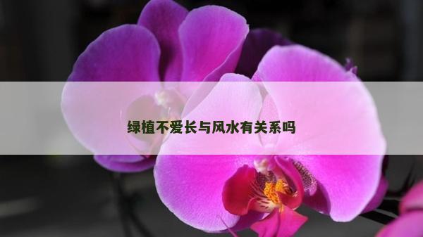 綠植不愛長與風(fēng)水有關(guān)系嗎