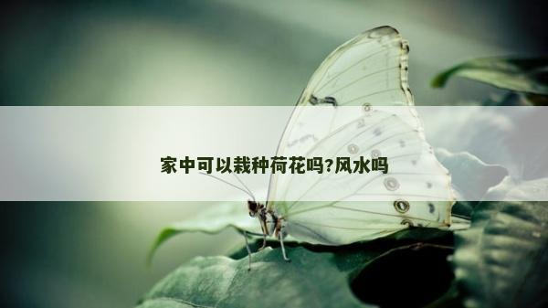 家中可以栽種荷花嗎?風水嗎